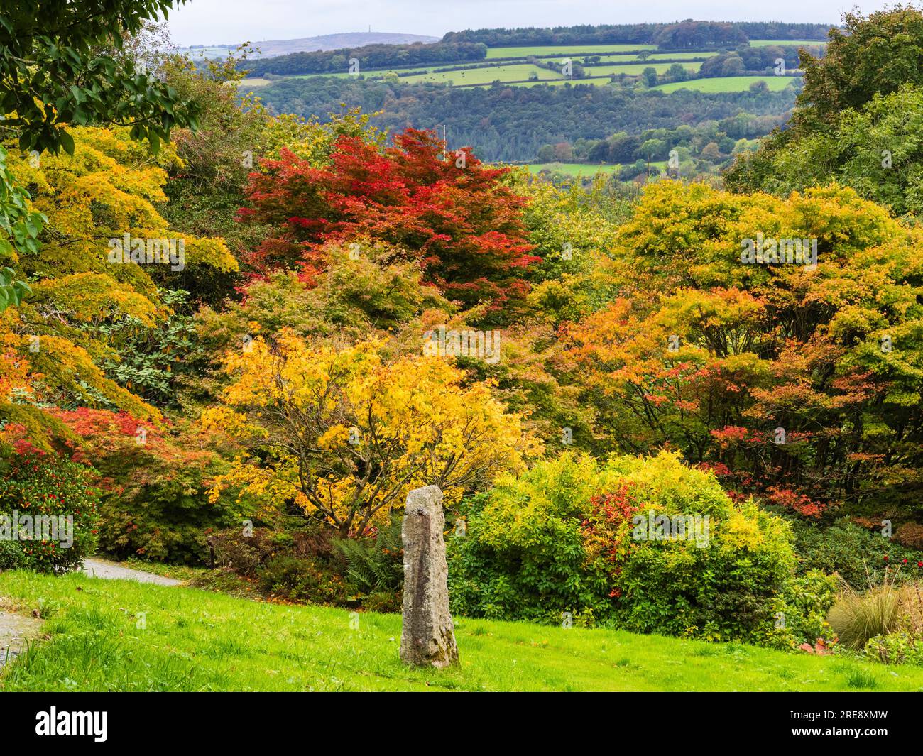 View over the developing autumn colour of the Acer Glade at The Garden House, Buckland Monachorum, Devon, UK Stock Photo