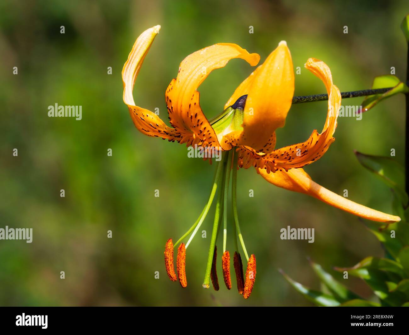 Orange turkscap flower of the hardy, summer flowering lily, Lilium henryi Stock Photo