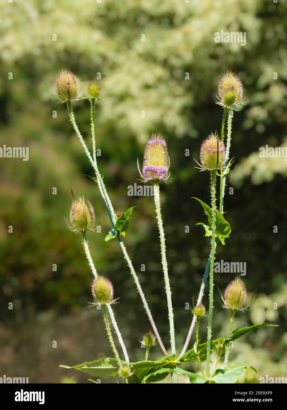 Flowering heads of the insect and wildlife friendly UK native wildflower, Dipsacus fullonum, Teasel Stock Photo