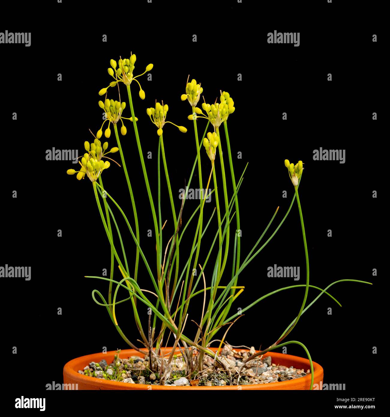 Allium flavum, var. minus.  A member of the onion family, Alliaceae, in cultivation.  Native to Turkey Stock Photo