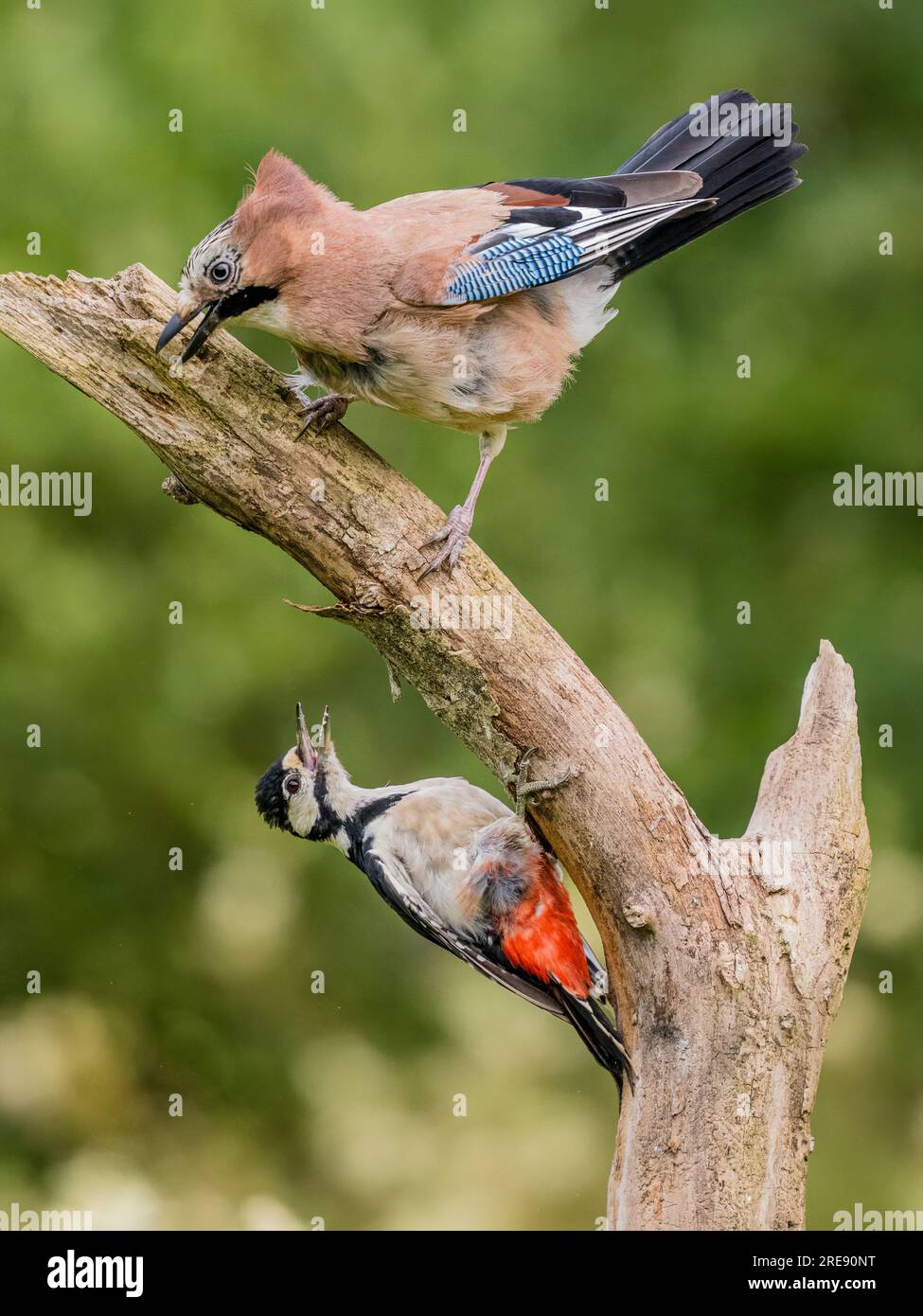 Aberystwyth, Ceredigion, Wales, UK. 26th July, 2023. A female great-spotted woodpecker is rudely interupted by a jay which attempts to scare her off her perch. The woodpecker won the day and neither was hurt. Credit: Phil Jones/Alamy Live News Stock Photo