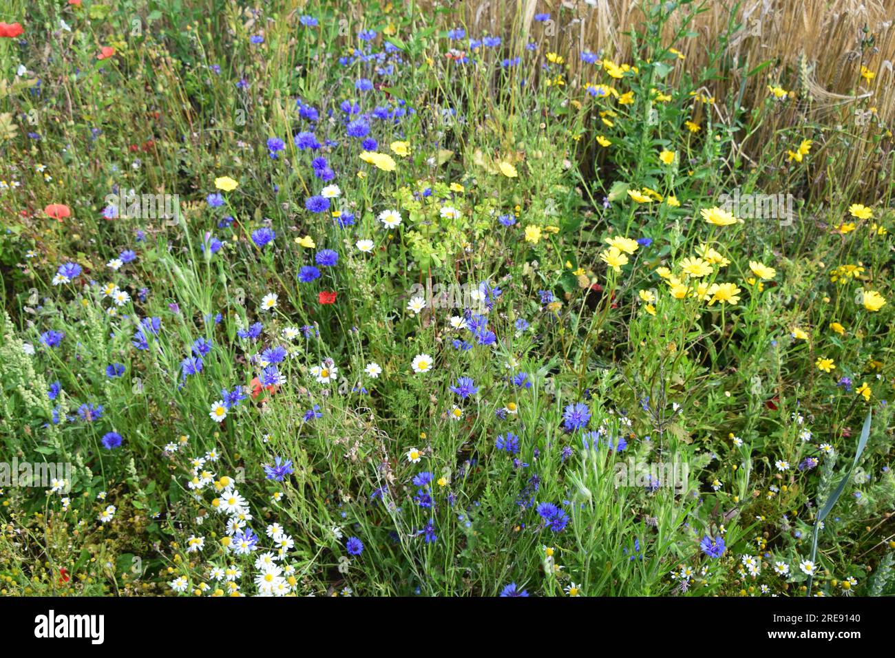 British meadow wildflowers in bloom Stock Photo - Alamy