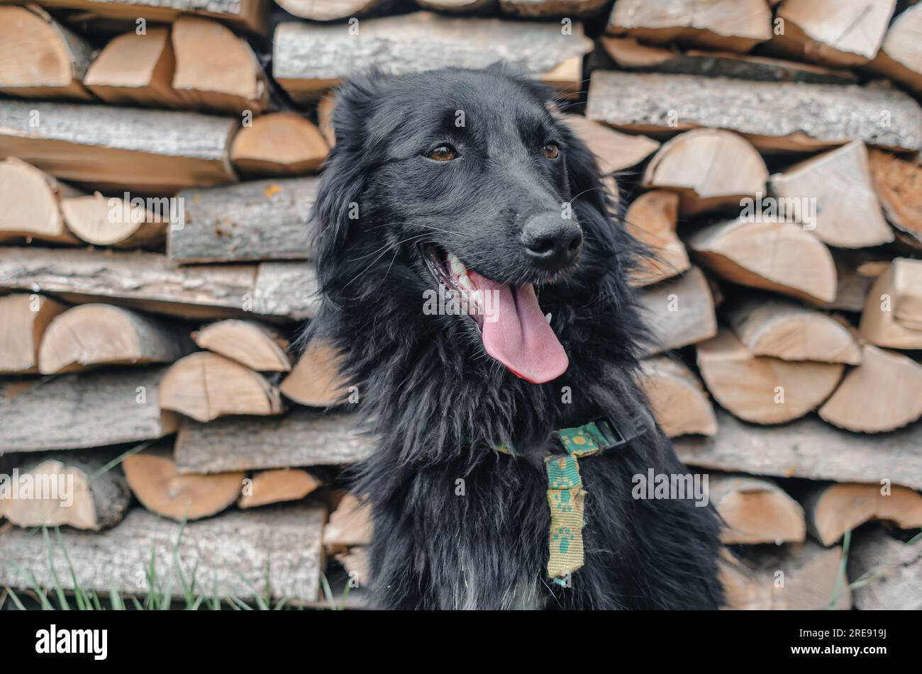 Portrait of a black yard dog on the background of firewood stacked near the house Stock Photo