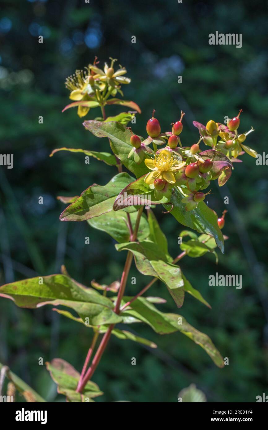 Close shot of yellow flowers of the herbal plant Tutsan / Hypericum ...