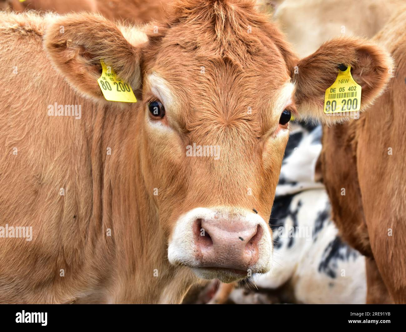 Cattle, Cows and Calves Stock Photo Alamy