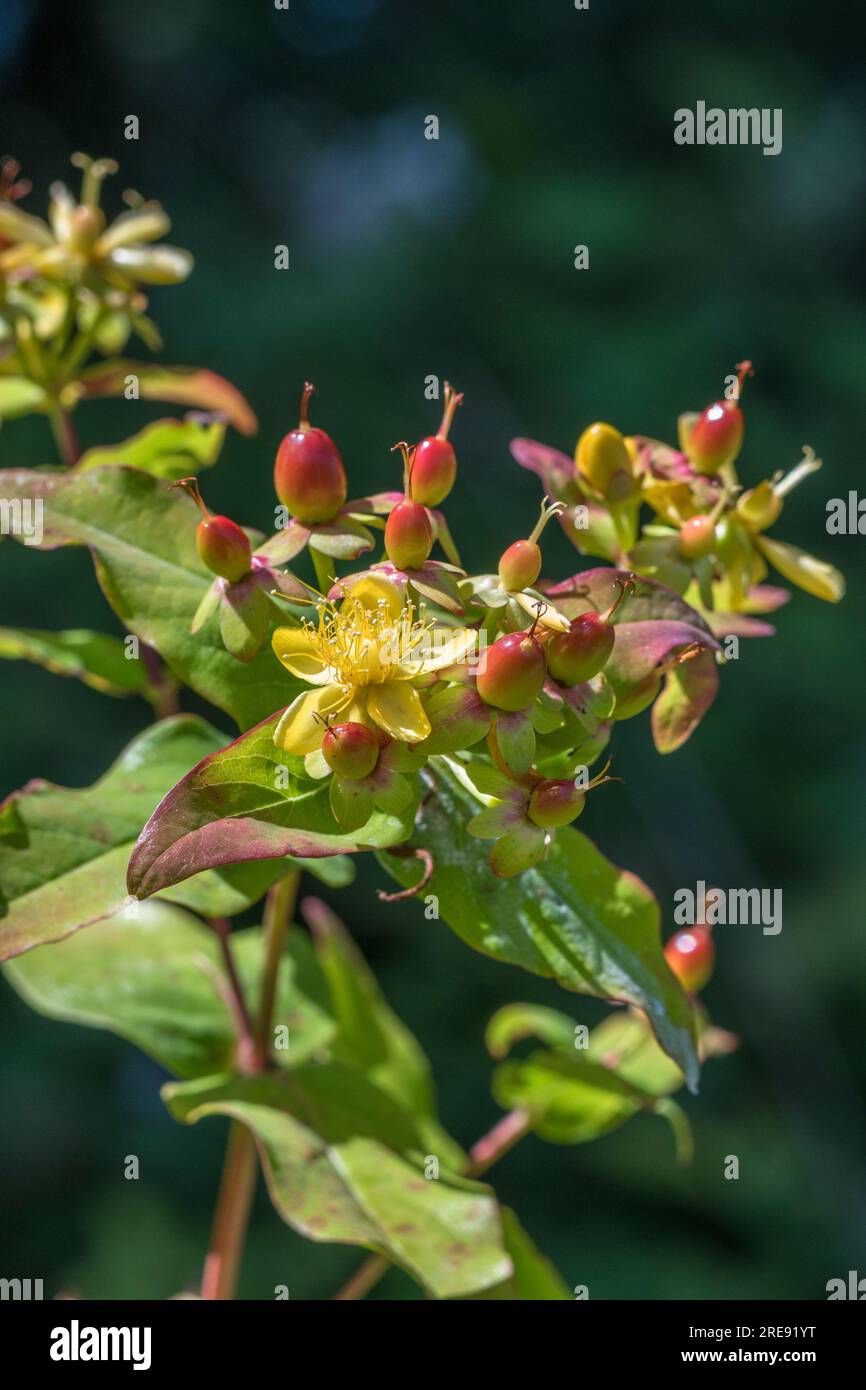 Close shot of yellow flowers of the herbal plant Tutsan / Hypericum ...