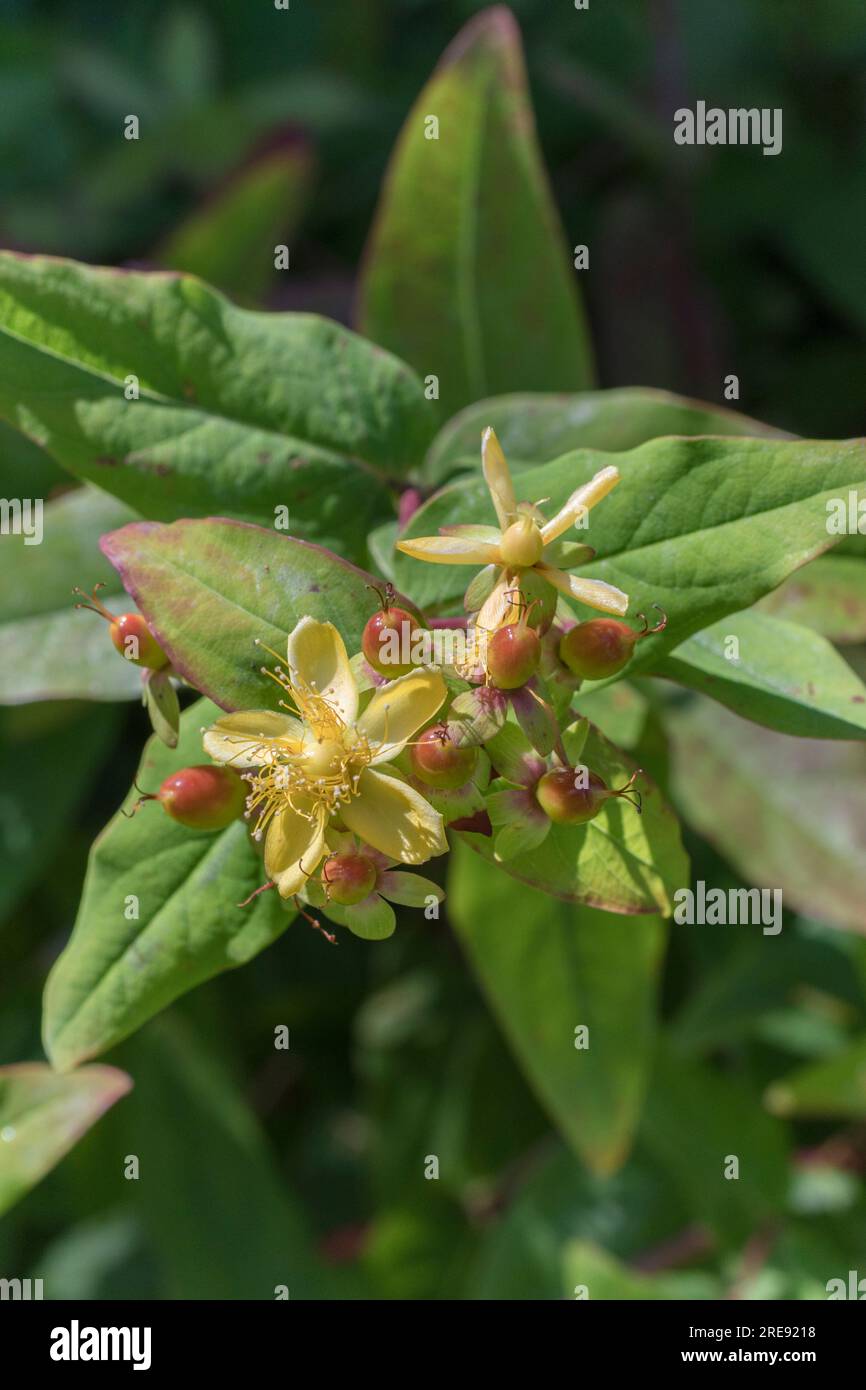 Close shot of yellow flowers of the herbal plant Tutsan / Hypericum ...