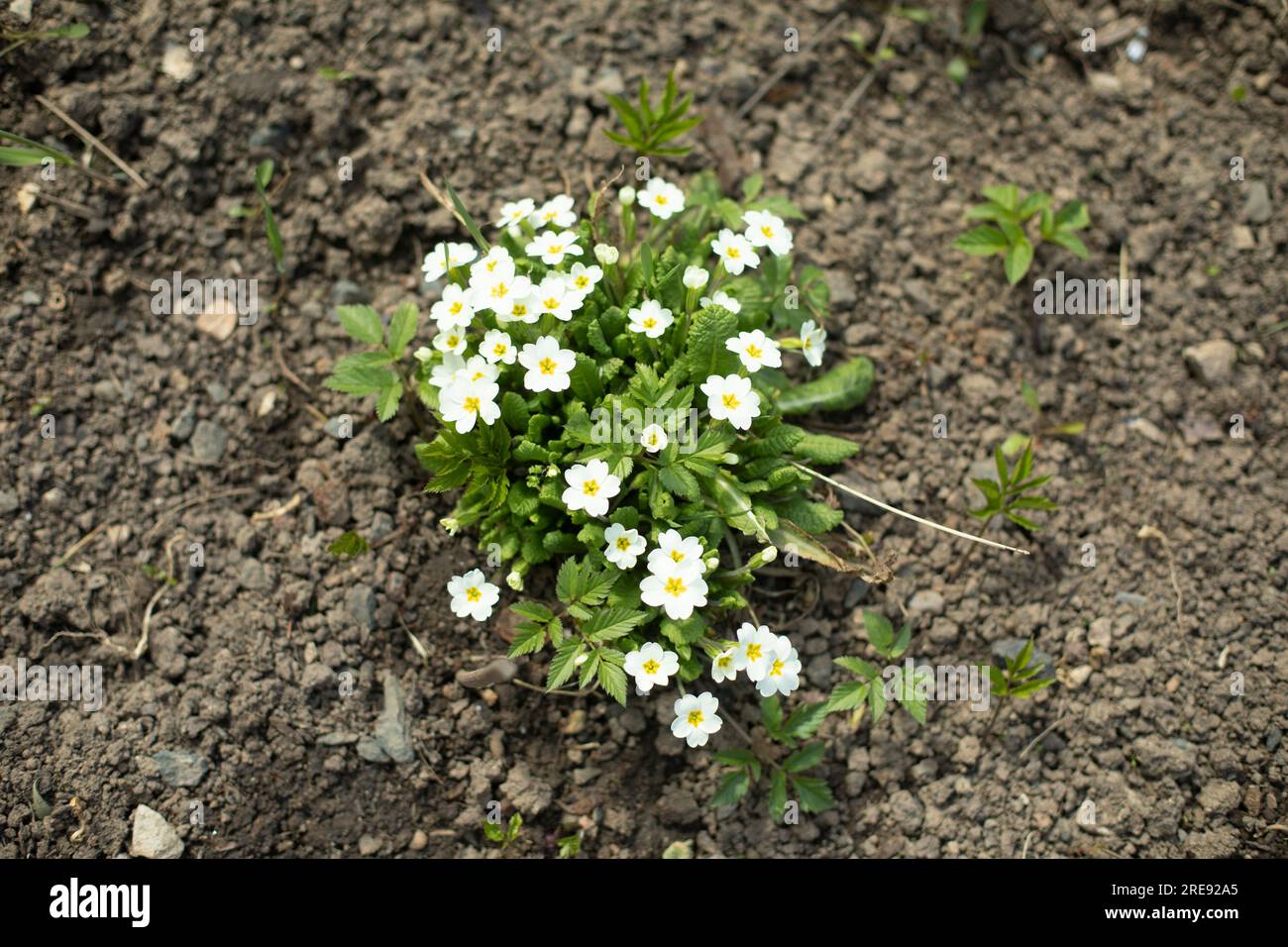 Flowers in ground. Top view of flower bed. Planting. Seedling in ground
