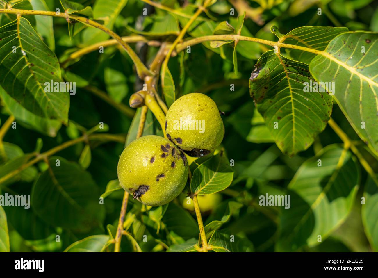 a few bunches of unripe walnuts in a green shell on the branches of a tree with green leaves Júglans régia Stock Photo
