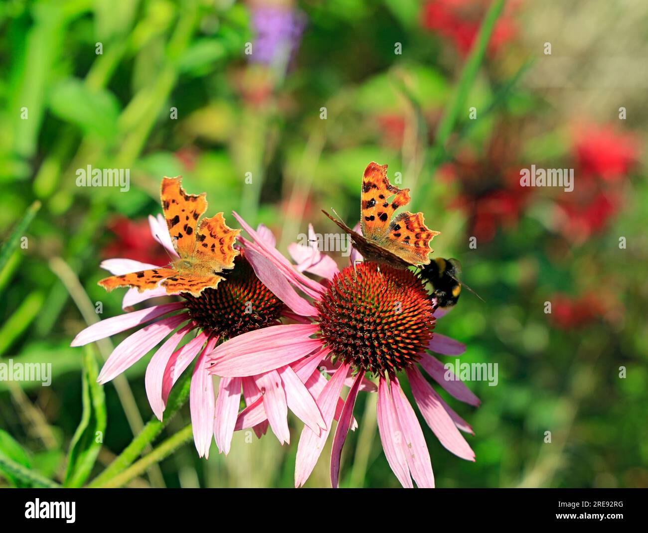 Comma butterflies britain hi-res stock photography and images - Alamy