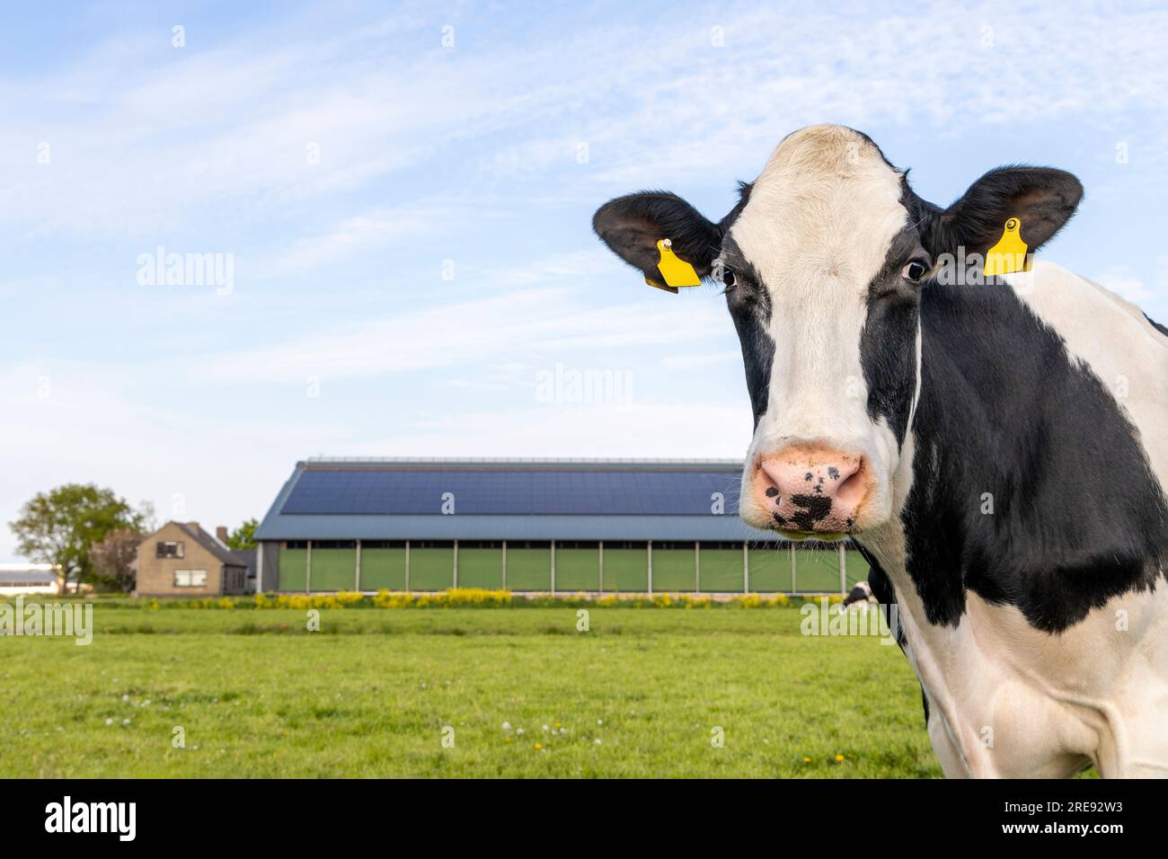 Cute cow looking at right edge   head around the corner, a blue sky, farm and barn background, looking at camera, black and white Stock Photo