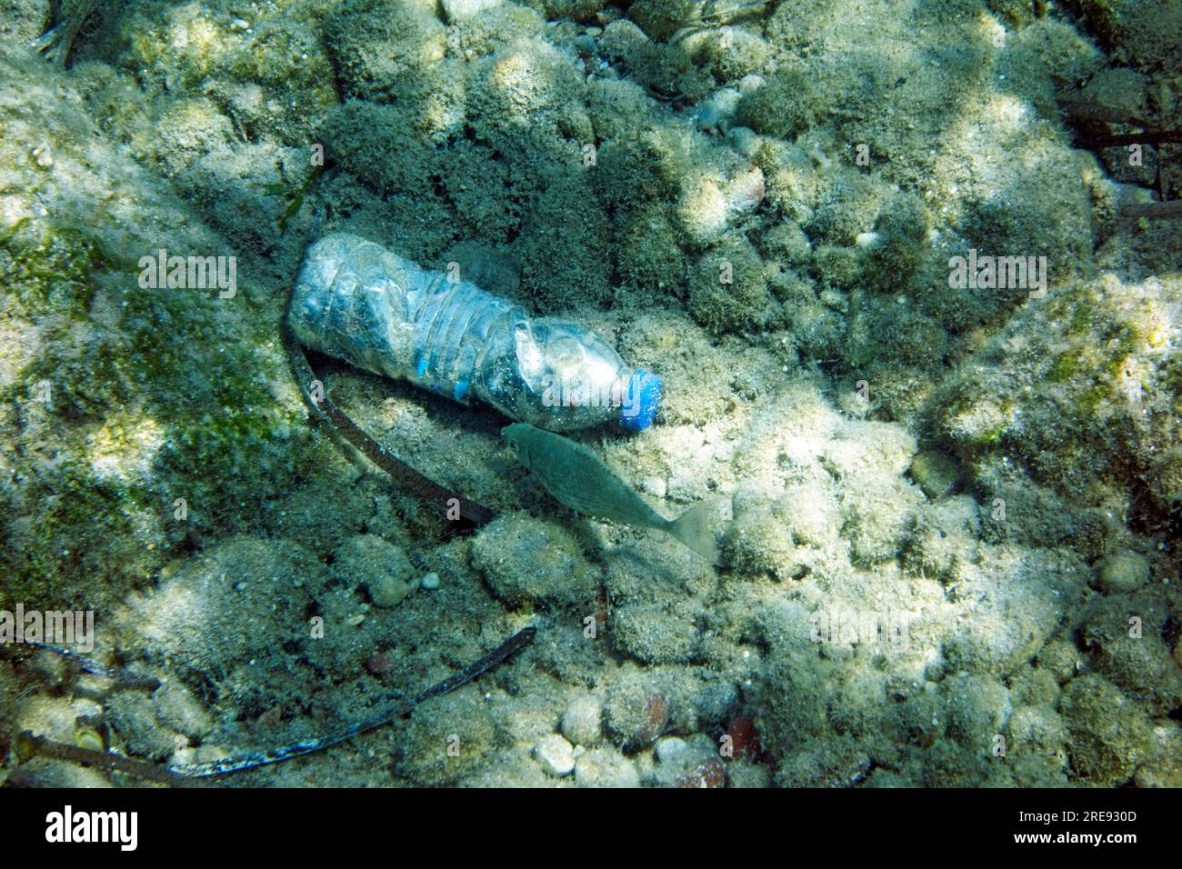 Empty plastic water bottle on sea bed, Tilos, Dodecanese Islands, Southern Aegean, Greece. Stock Photo