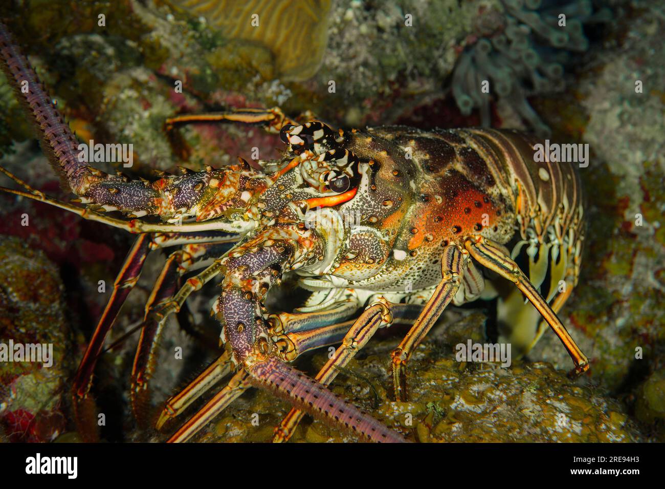 Caribbean Spiny Lobster (Panulirus argus), Bloody Bay Wall, Little Cayman island, Caribbean Sea Stock Photo