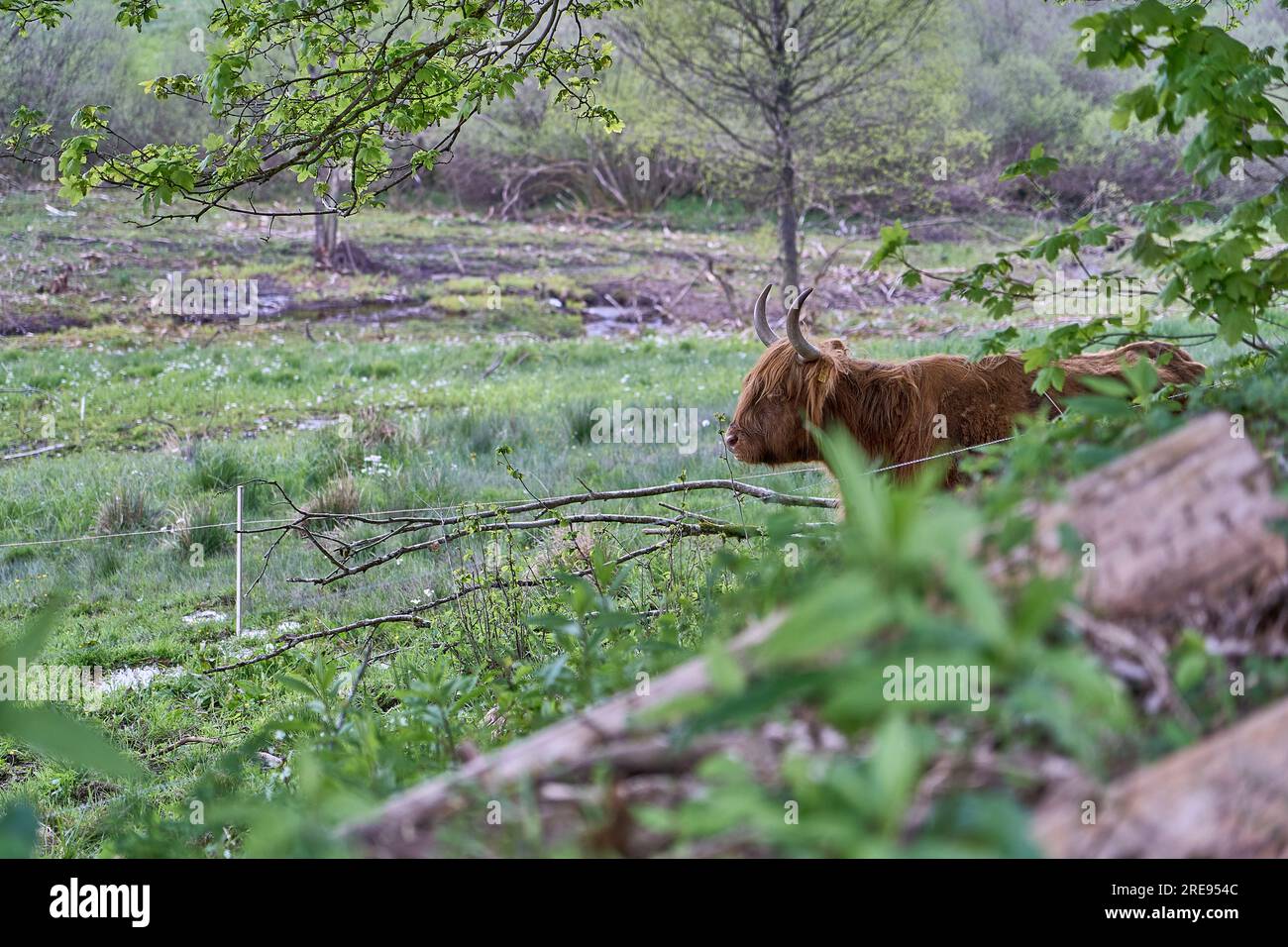 Highland cattle on a pasture in germany hi-res stock photography and ...