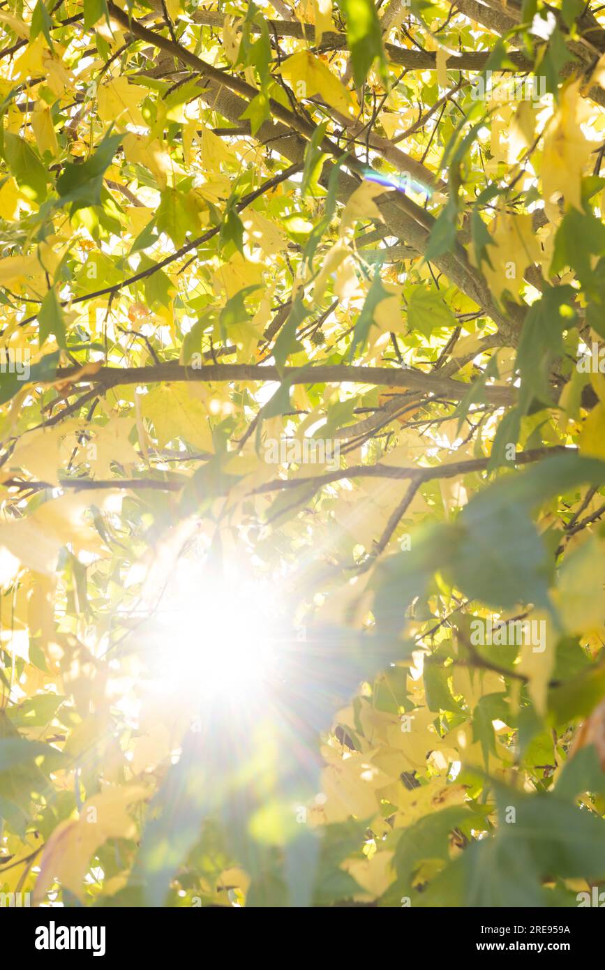 Green and yellow leaves of tree against sky backlit by sun in garden Stock Photo