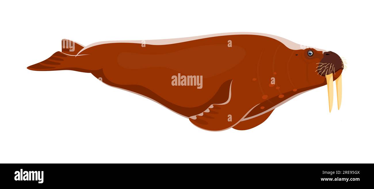 Walrus animal character. Isolated cartoon vector large marine mammal