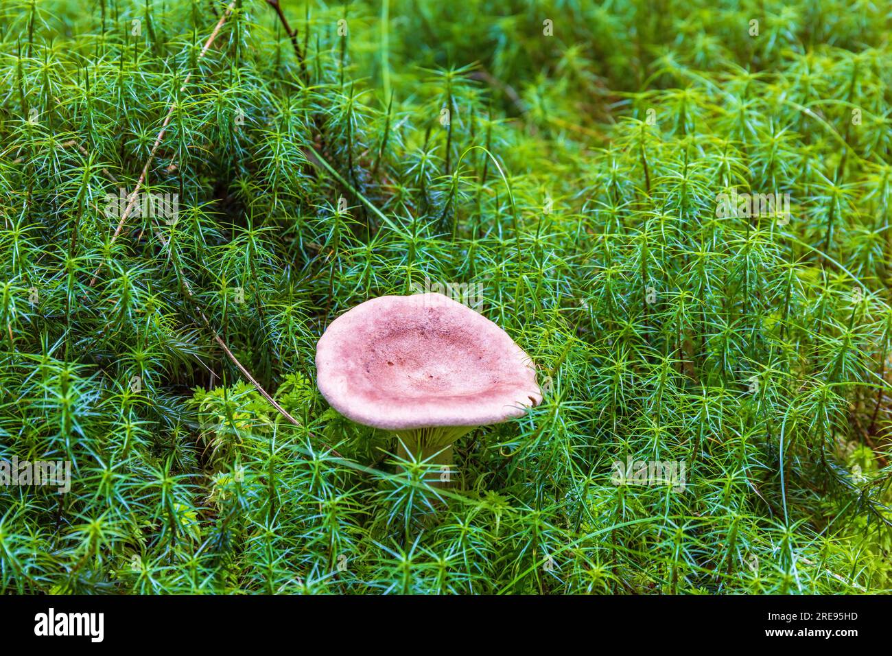 Mushroom growing in green haircap moss Stock Photo