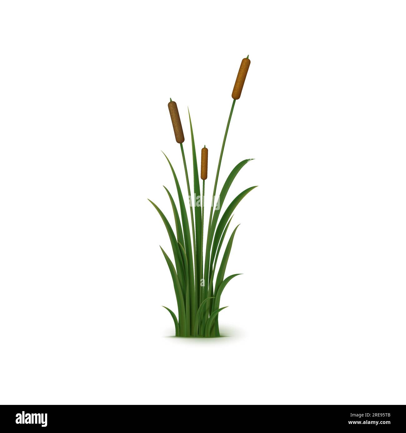 Cattail Seed Stock Vector Images Alamy cattail-seed-stock-vector-images-alamy