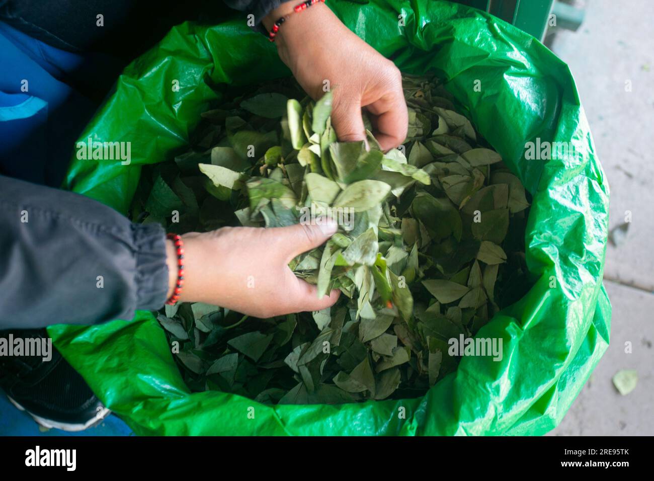 Coca leaves for sale at a stall in the central market of the city of