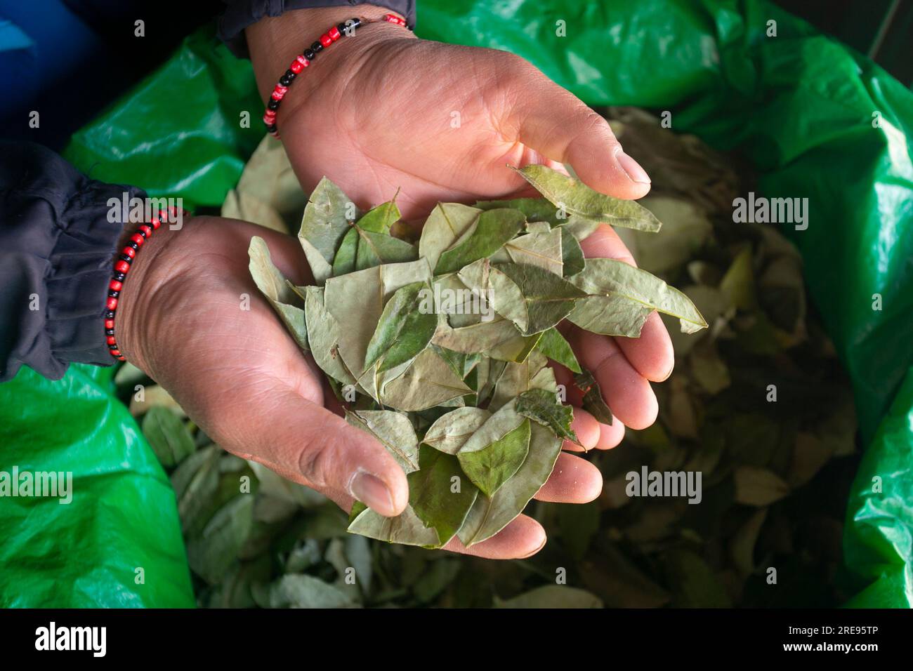 Cocaine tree hires stock photography and images Alamy