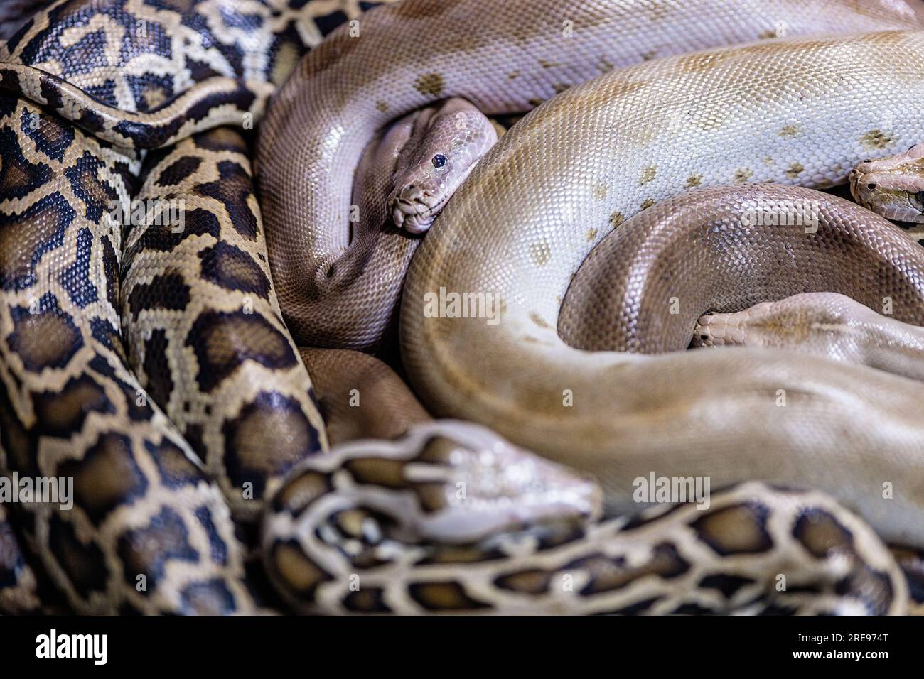 From above of large terrifying Indian pythons with skin reflecting ...
