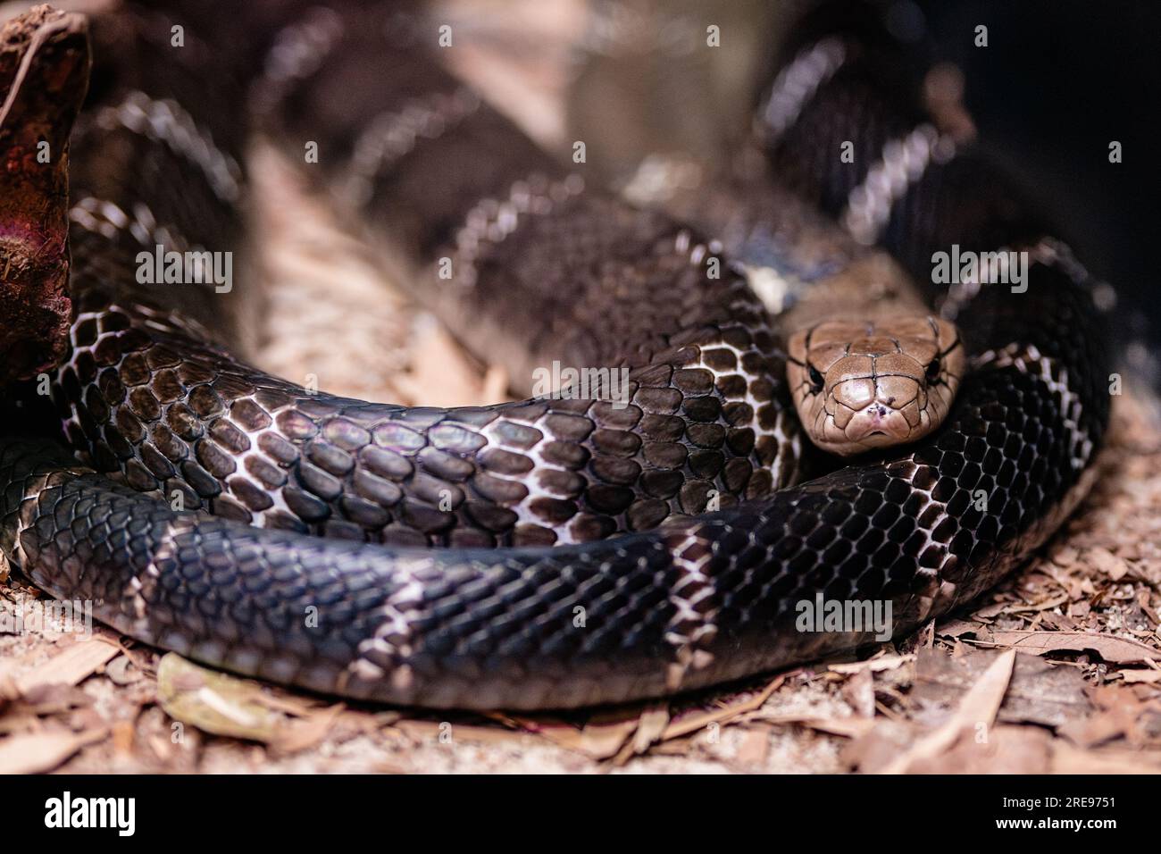 High angle of black krait snake with white stripes crawling on ground