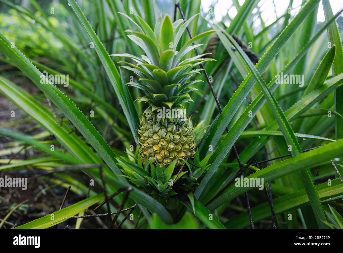 Closeup of fresh pineapple fruit with green plants growing on field in