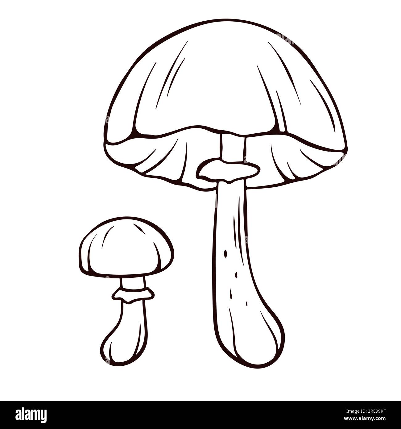 Autumn skullcap inedible mushroom in line art style. Poisonous plants sketch. Vector illustration isolated on a white background. Deadly fungus Stock Vector