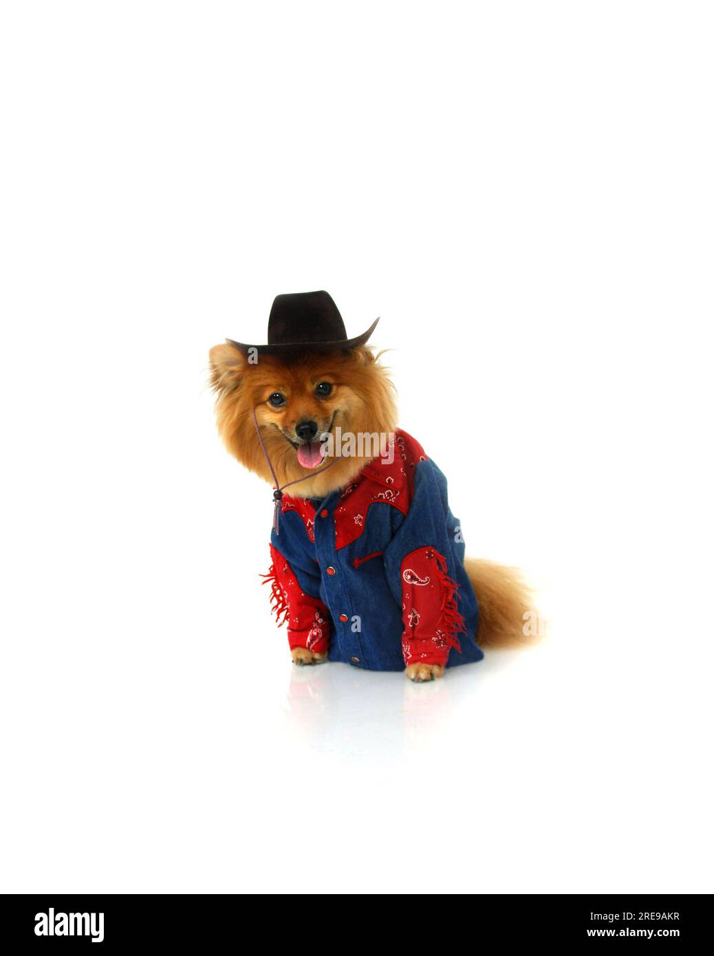 Pomeranian cowboy is wearing a denim and red shirt and a cowboy hat.  He is sitting in an all white room. Stock Photo