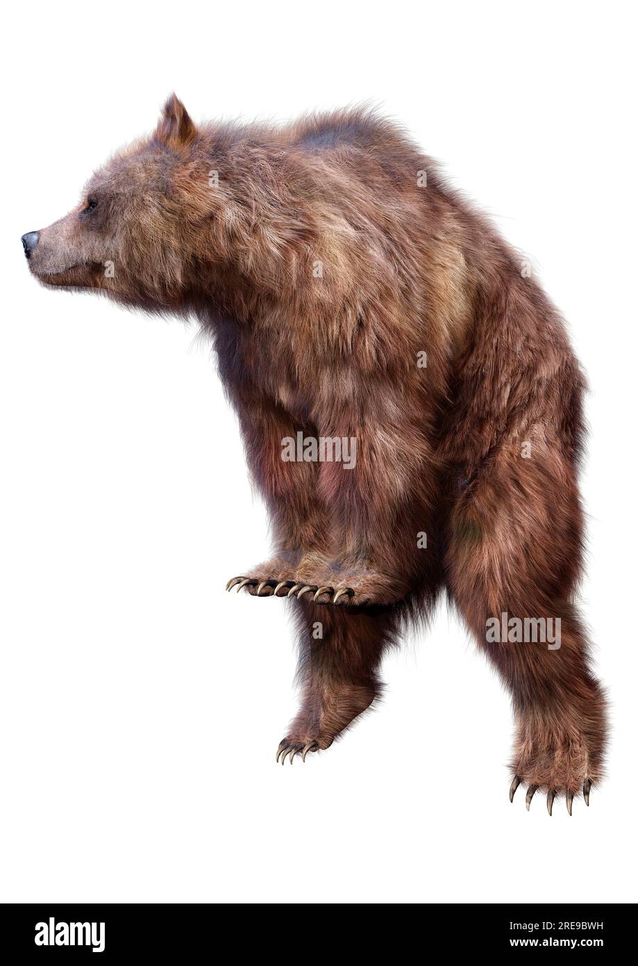 3D rendering of a brown bear isolated on white background Stock Photo ...