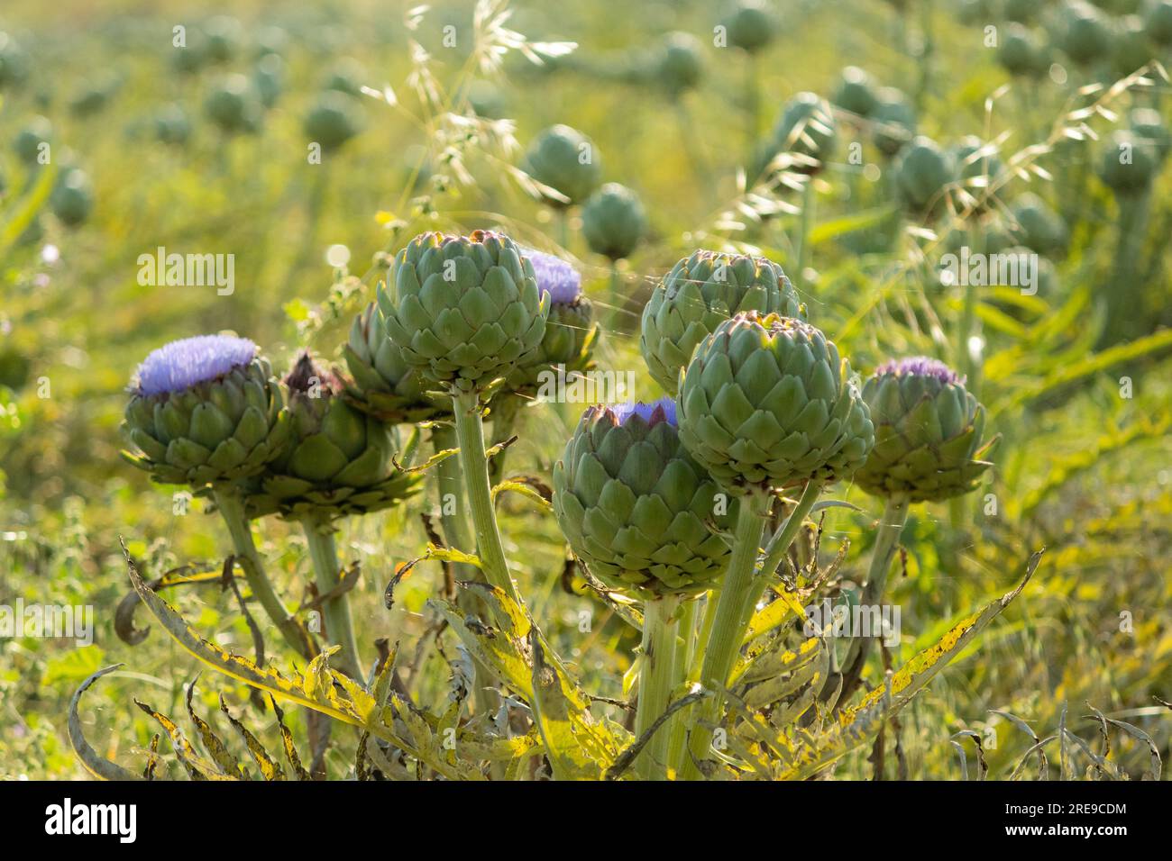 Fresh artichokes with cluster of budding flower buds growing in agriculture field under daylight on sunny day against blurred countryside Stock Photo