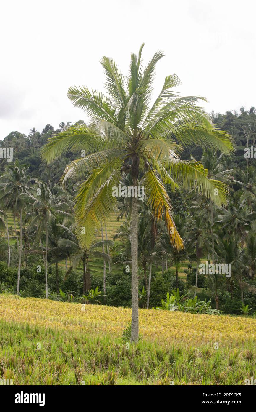 Tall coconut palm trees in Bali, Indonesia Stock Photo Alamy