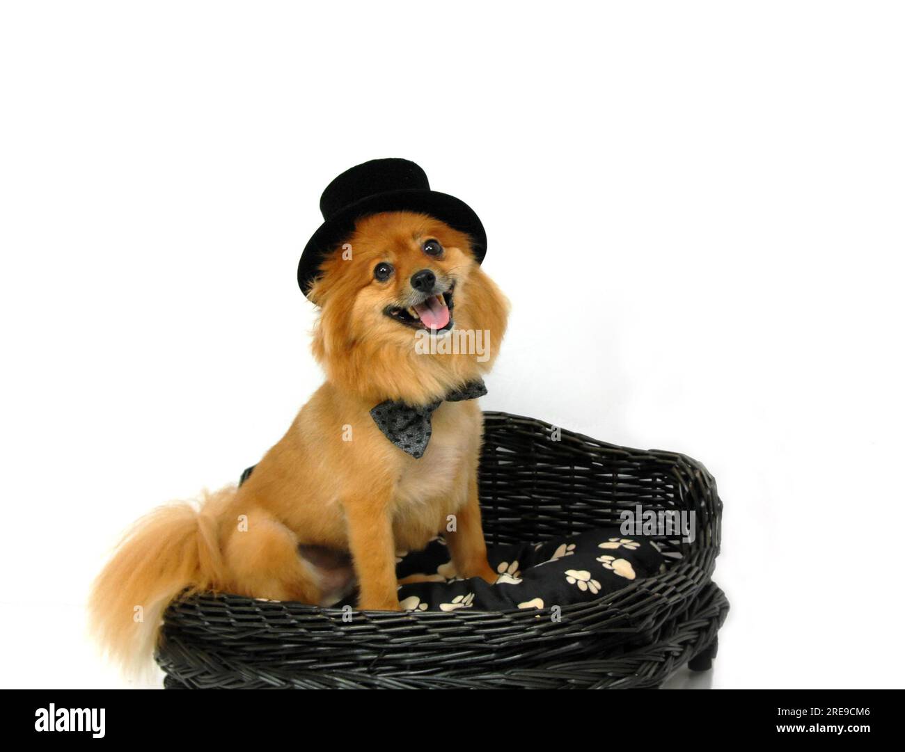 Dog top hat outlet and bow tie