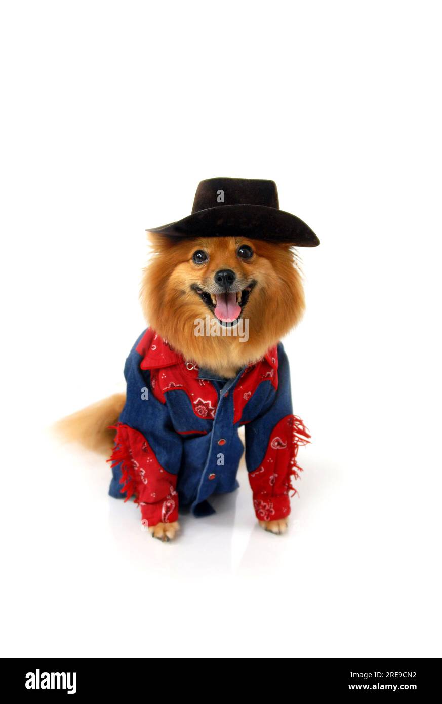 Pomeranian wears a cowboy, snap up shirt and a cowboy hat.  He is sitting in an all white room looking at the camera. Stock Photo