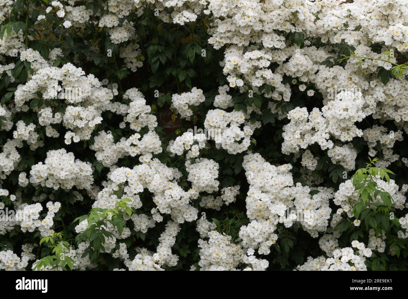 White summer flowers of rambler rose, Rosa Rambling Rector in UK garden