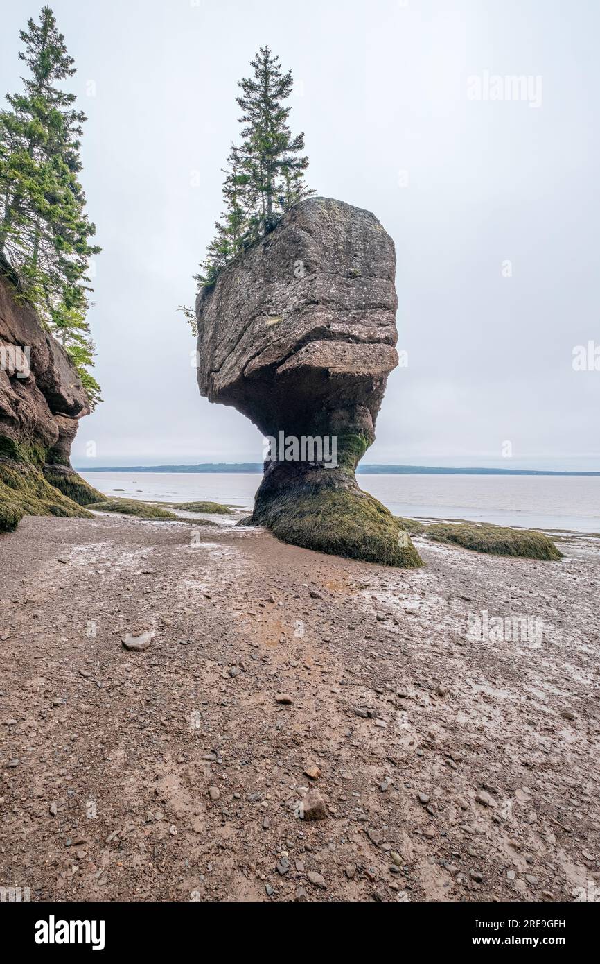 Hopewell Rocks Provincial Park on the Bay of Fundy is home to an impressive array of sea stacks carved from the rocks by the tides.  Visitors are deli Stock Photo
