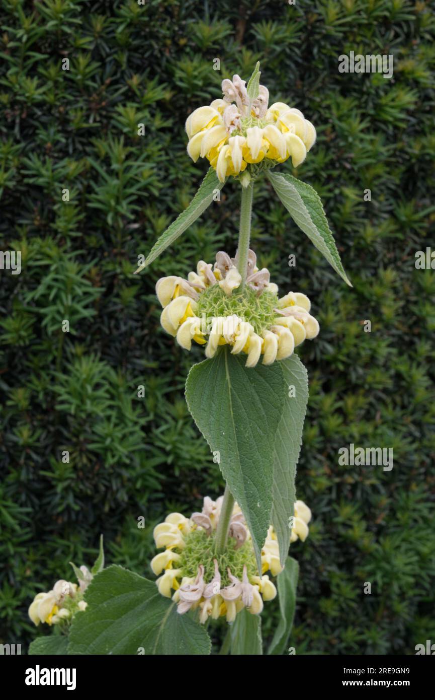 Pale yellow summer whorled flowers of Phlomis russeliana, or Turkish sage in front of yew hedge in UK garden June Stock Photo