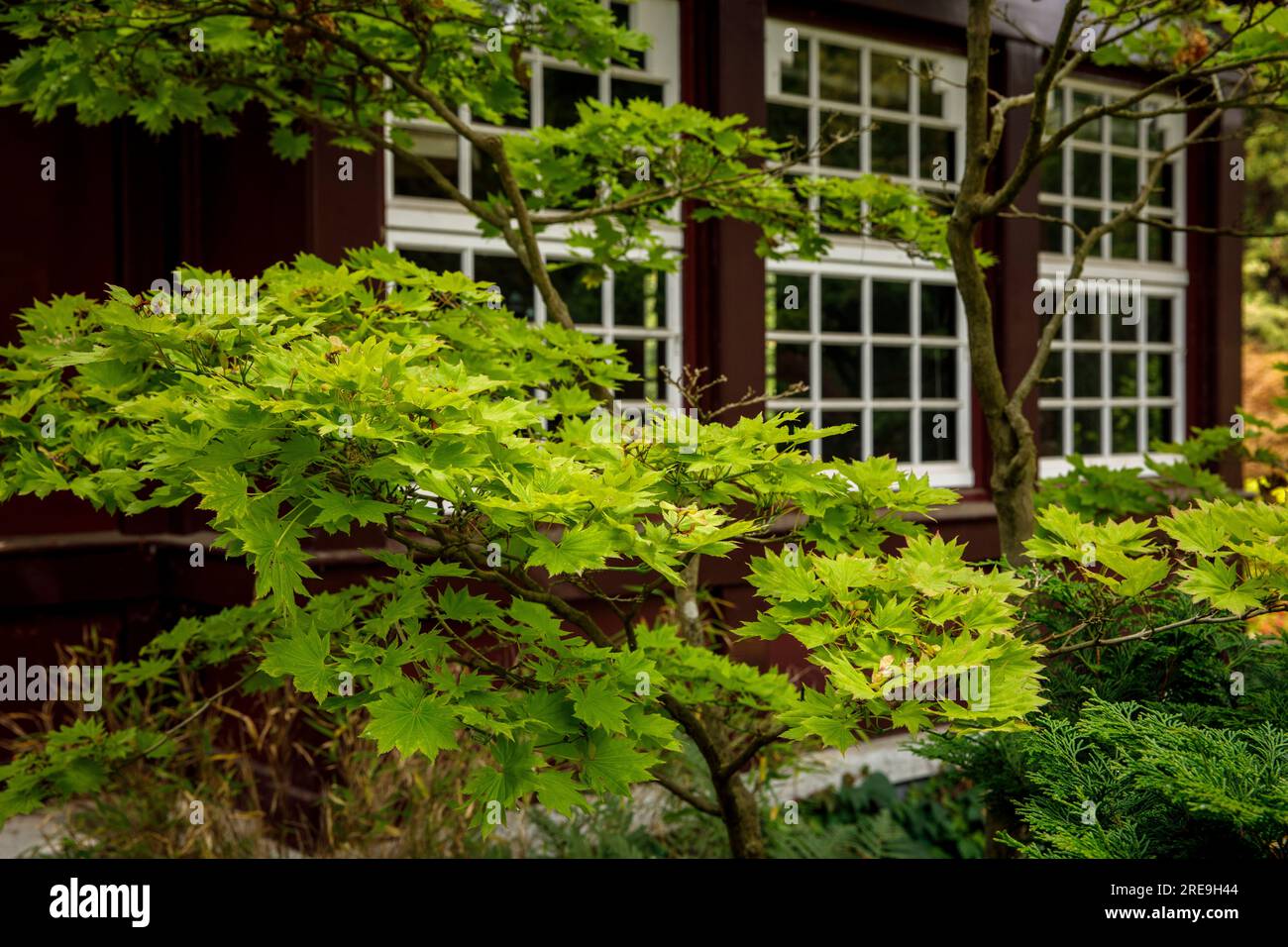 maple tree in front of the teahouse at the Japanese garden in Leverkusen, North Rhine-Westphalia, Germany. Ahorn vor Teehaus im Japanischen Garten in Stock Photo