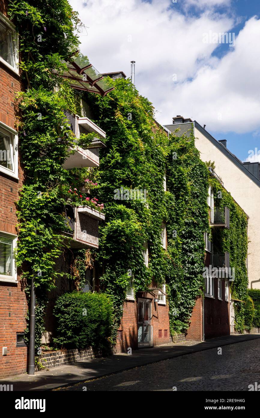 with plants covered house in the street Grosse Witschgasse, facade greening, Cologne, Germany. begruentes Haus in der Strasse Grosse Witschgasse, Fass Stock Photo