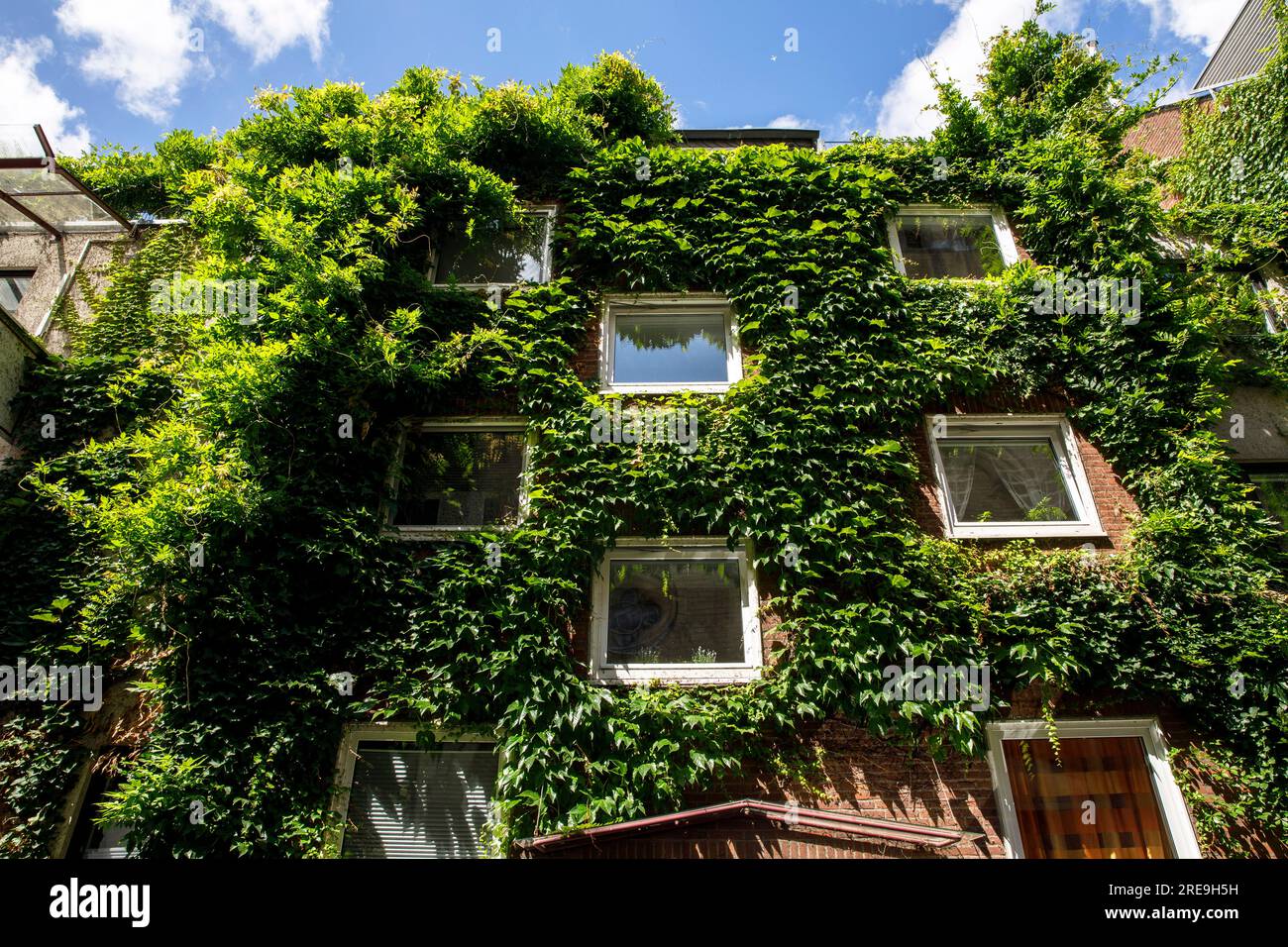 with plants covered house in the street Grosse Witschgasse, facade greening, Cologne, Germany. begruentes Haus in der Strasse Grosse Witschgasse, Fass Stock Photo