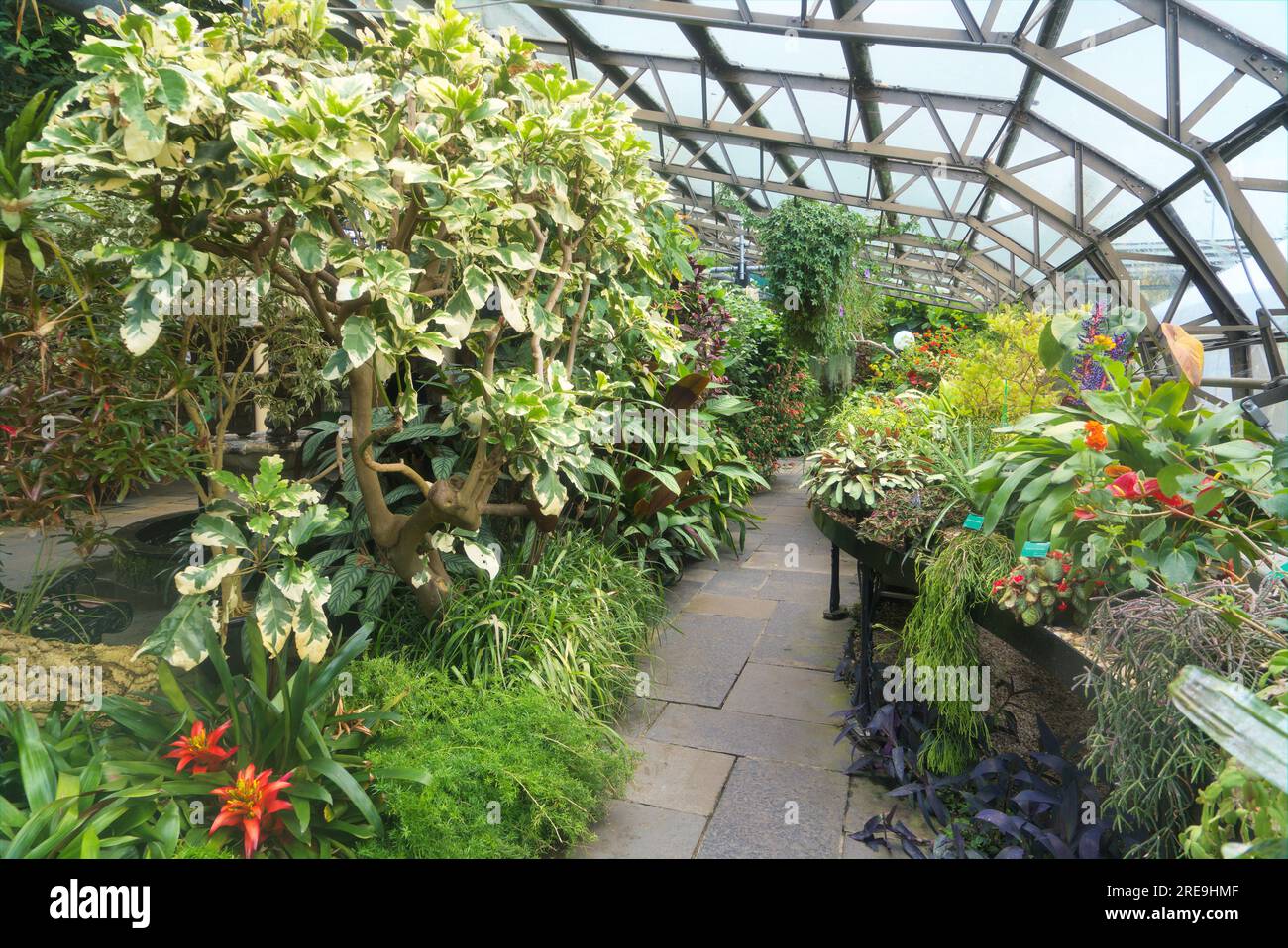 Inverness Botanic Gardens lie close to the River Ness on the west bank. tropical plants Guzmania lingulata bromeliad.  Inverness, Scotland, UK Stock Photo