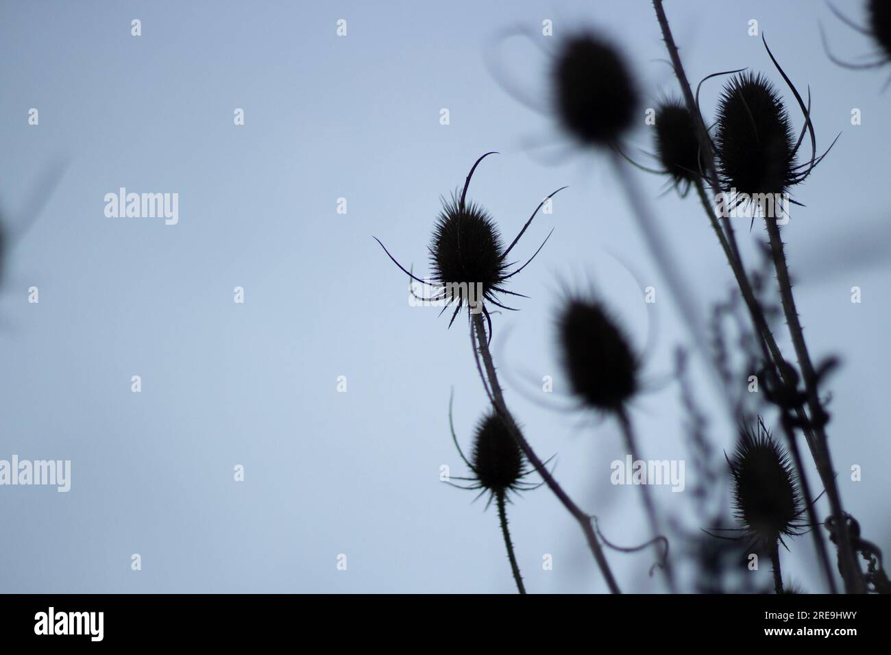 Dry plants Black spines Thorny stems Dry herbs Stock Photo Alamy Dry plants Black spines Thorny stems Dry herbs Stock Photo Alamy