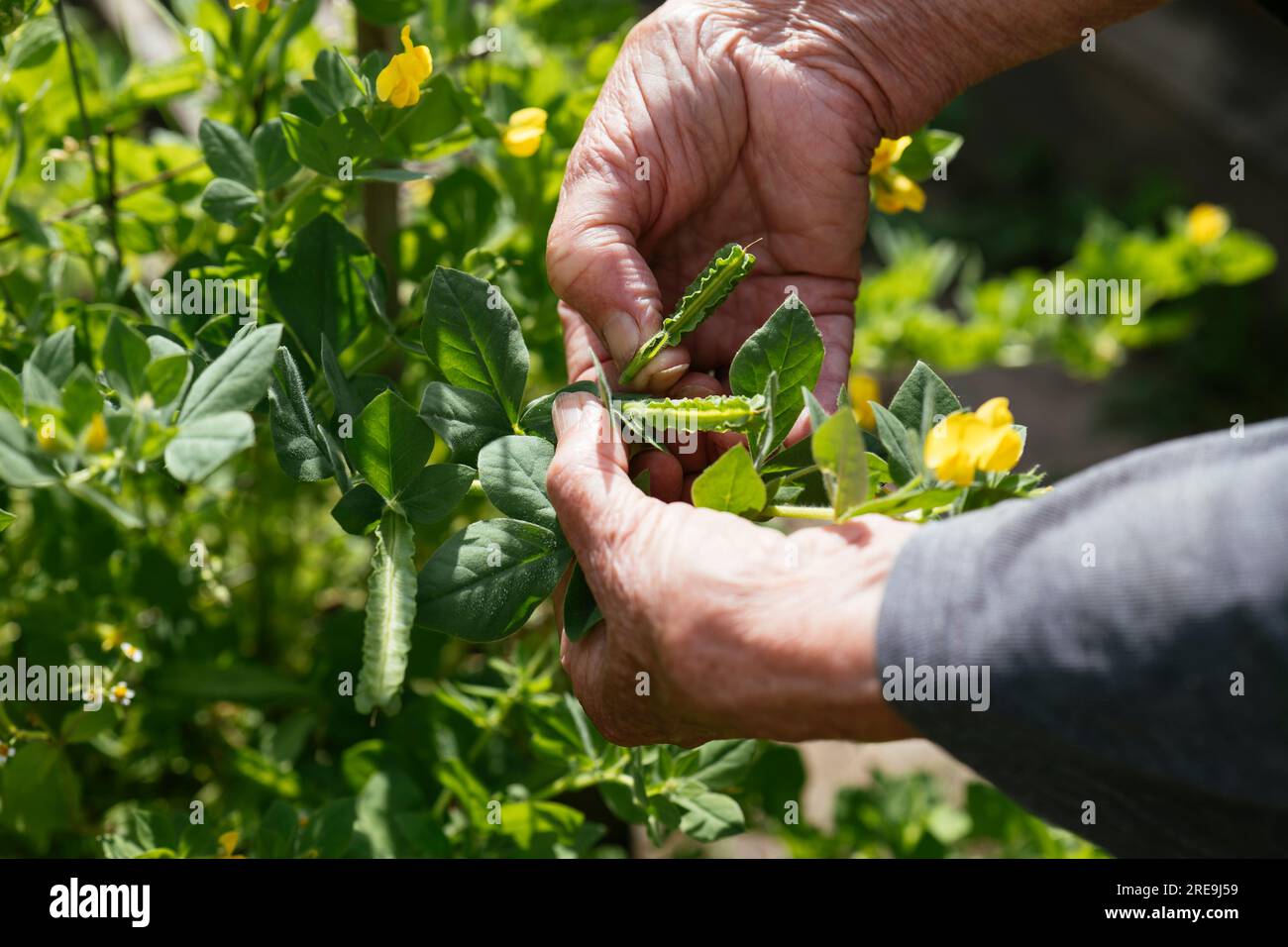 Gardener harvesting the seedpods of the winged pea (Lotus purpureus) Stock Photo