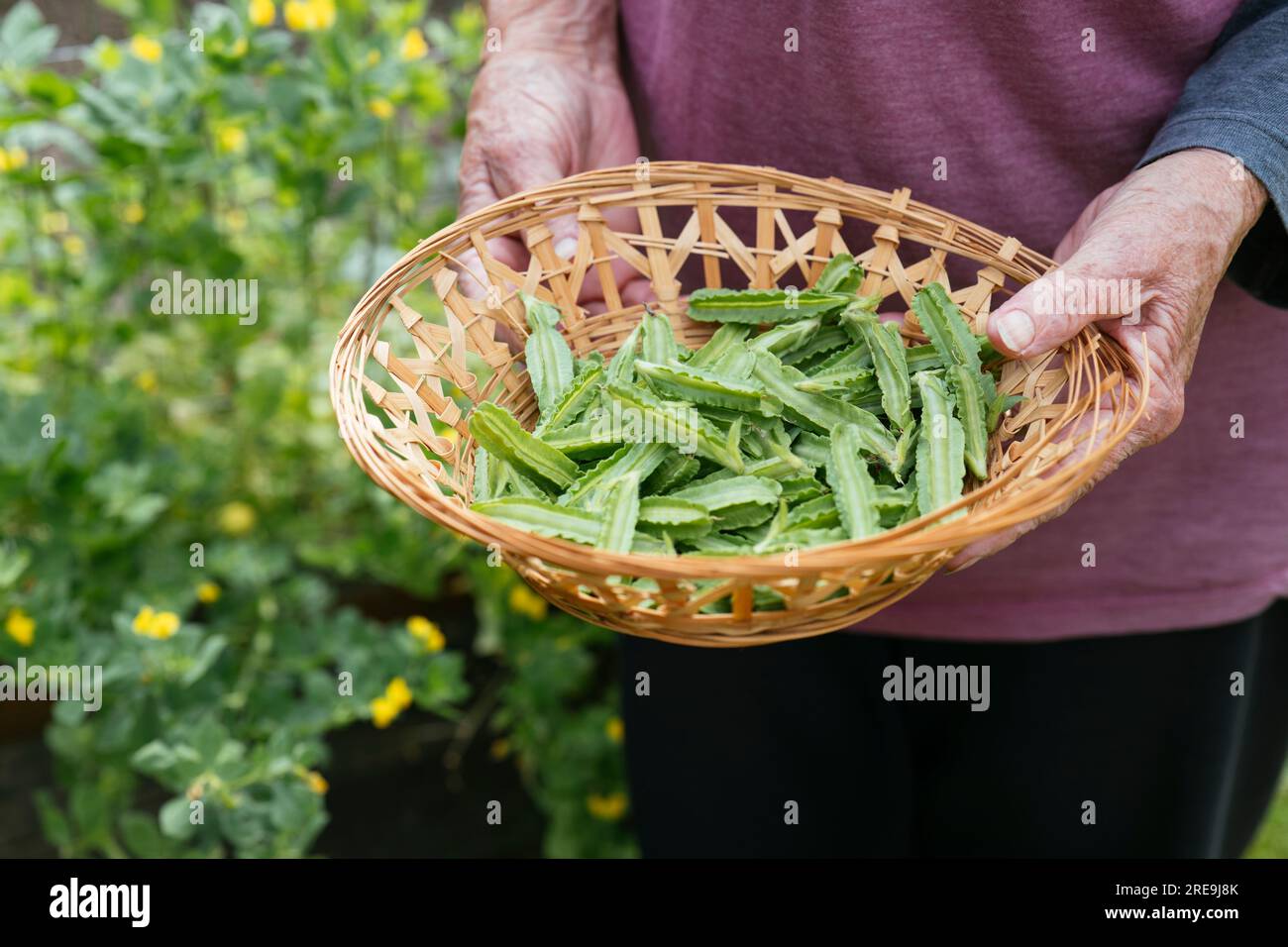 Gardener holding a basket with freshly harvested asparagus pea (Tetragonolobus purpureus ) Stock Photo