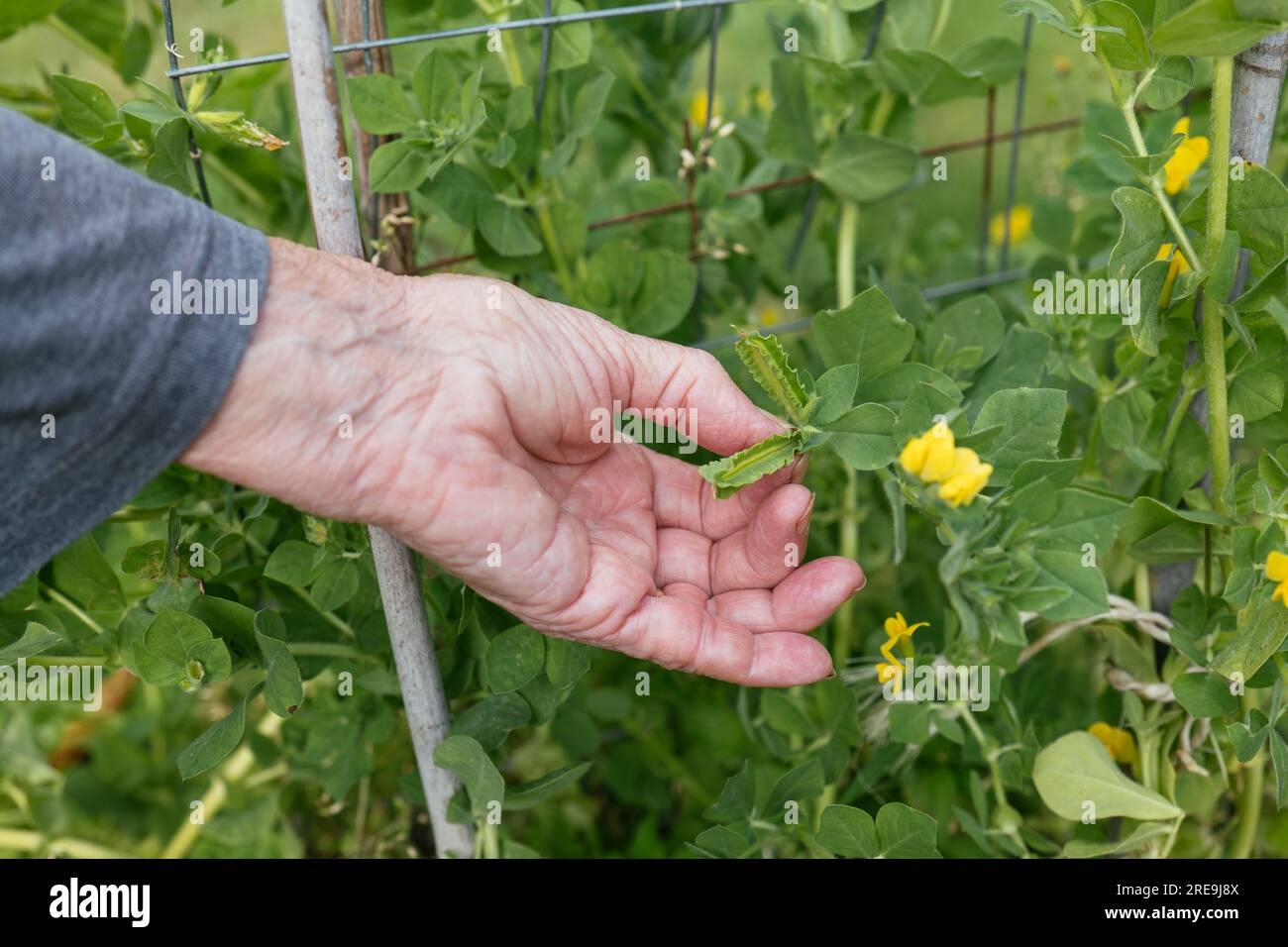 Gardener harvesting the seedpods of the winged pea (Lotus purpureus) Stock Photo