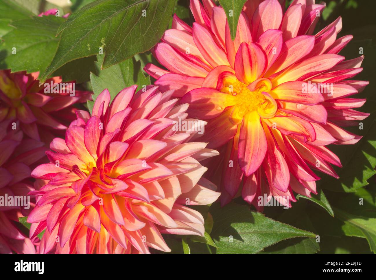 Stacked image - better depth of field. Semi macro.  Dahlia Sunrise. Large flowers Pink and yellow variegated. Central Scotland, UK Stock Photo