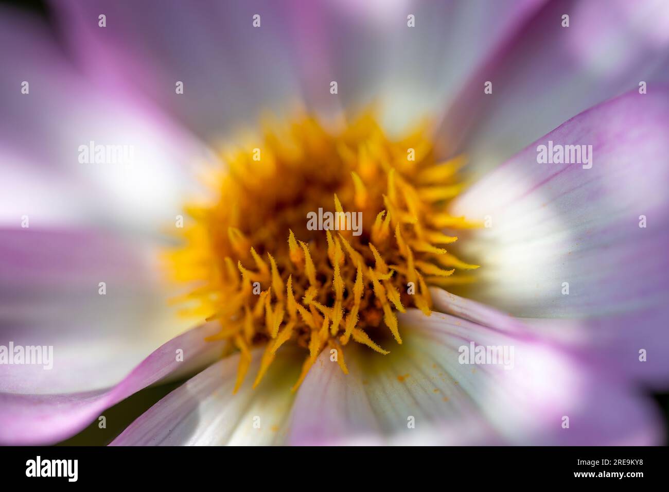 A close-up view of the petals and centre of a beautiful  mauve and white Dahlia flower Stock Photo