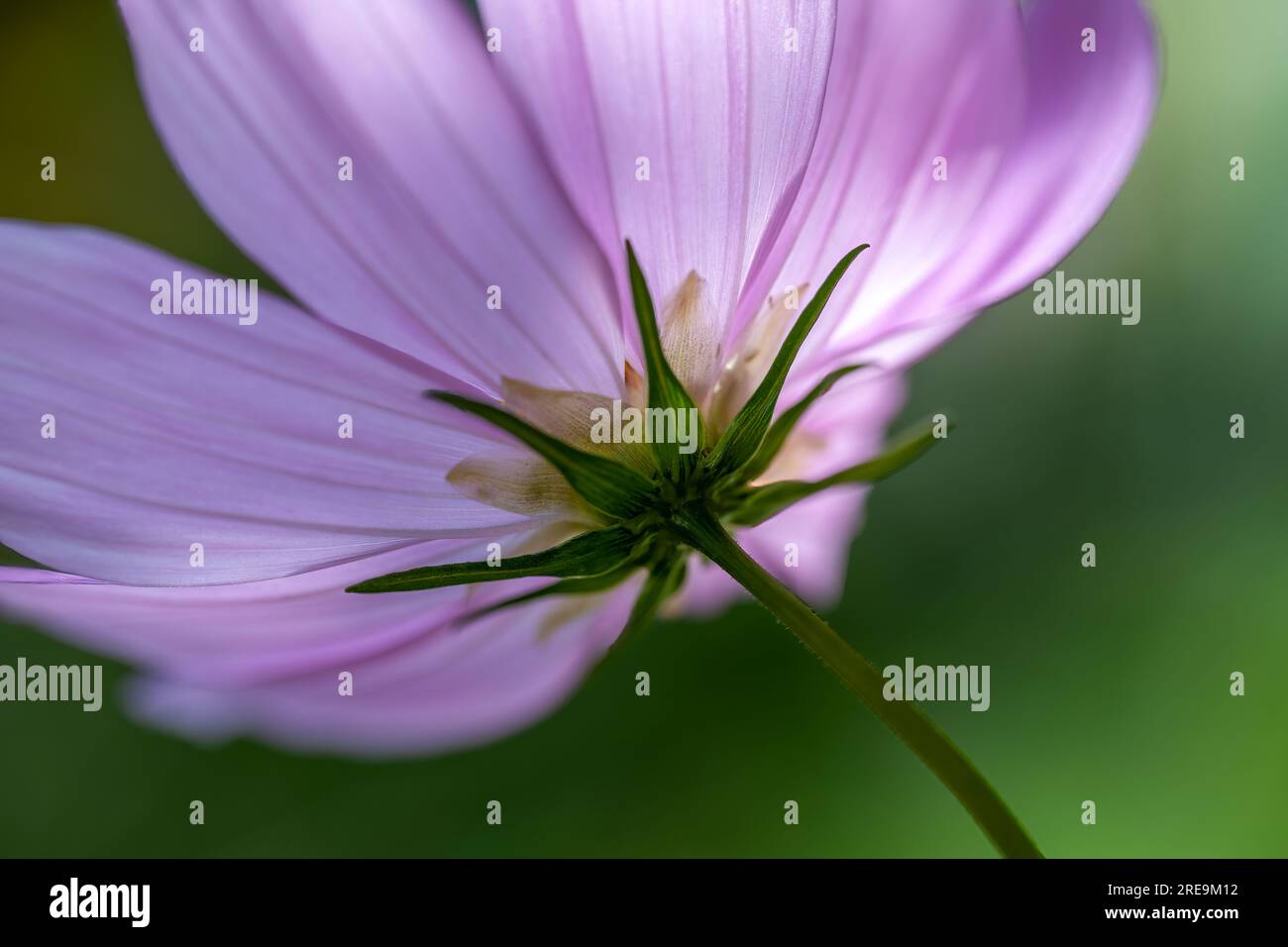 A view of the underside of a beautiful mauve coloured Dahlia flower Stock Photo