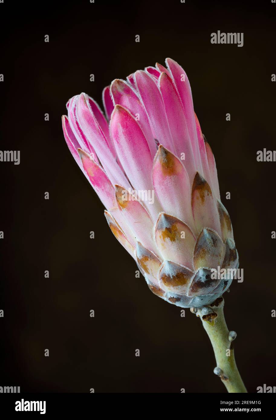 A spectacular and highly unusual flower of a Protea plant, (Protea aristata), photographed against a plain black background Stock Photo