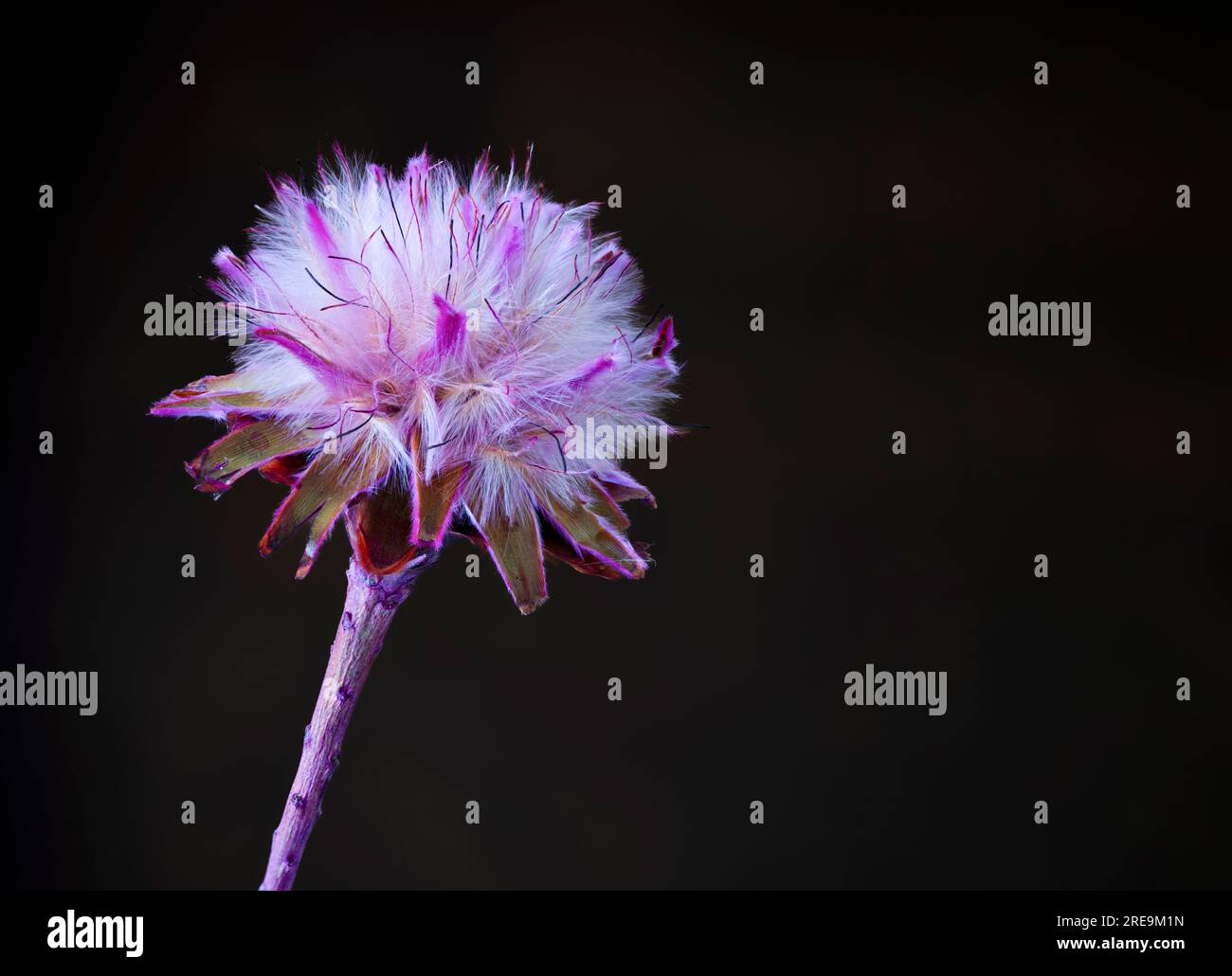 The unusual flowerhead of an Australian plant, the Hairy Mulla Mulla, (Ptilotus helipteroides), photographed against a plain dark background Stock Photo